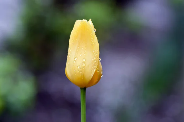 Variace Fotografií Krásnou Jemnou Osamělou Květinou Žlutého Tulipána Zahradě Dešťové — Stock fotografie