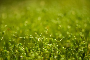 Bokeh, bulanık parlak ışık soyut arka plan, parlak renk doğal fon ile yeşil yosun tohumları yumuşak odaklı yakın çekim.