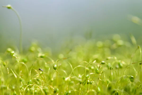 Soft focused close-up shot of green moss seeds with bokeh, blurred shining light abstract background, bright color natural backdrop.