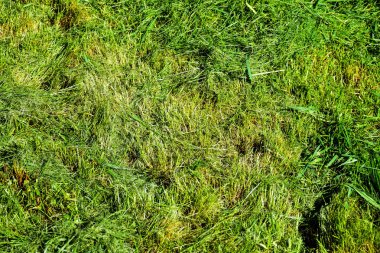 Hayatın basit anları, bahçede sıradan iş - adam bahçede ağır kırpma ile çim kırpma, uzun çim kenarları ve daha büyük zor erişim alanları kırpma için uygun