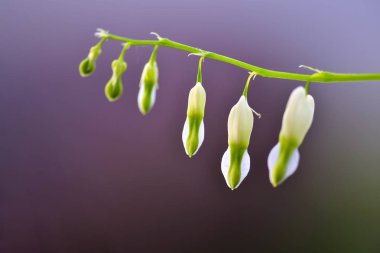 Lamprocapnos spectabilis, kanayan kalp veya Asya kanayan-kalp haşhaş aile, Sibirya, kuzey Çin, Kore ve Japonya yerli çiçekli bitki türüdür.