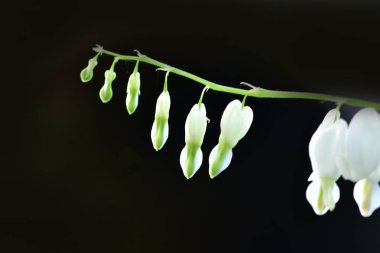 Lamprocapnos spectabilis, kanayan kalp veya Asya kanayan-kalp haşhaş aile, Sibirya, kuzey Çin, Kore ve Japonya yerli çiçekli bitki türüdür.