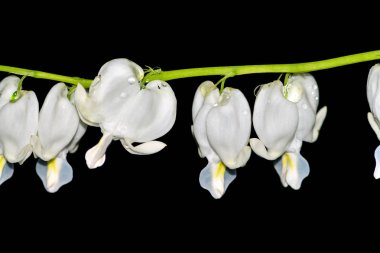 Lamprocapnos spectabilis, kanayan kalp veya Asya kanayan-kalp haşhaş aile, Sibirya, kuzey Çin, Kore ve Japonya yerli çiçekli bitki türüdür. Çiy damlaları veya yağmur.