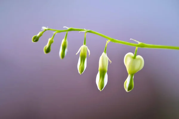 Lamprocapnos Spectabilis Blutendes Herz Oder Asiatisches Blutendes Herz Ist Eine — Stockfoto