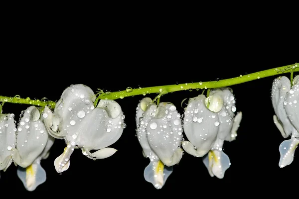 Lamprocapnos Spectabilis Una Especie Planta Fanerógama Perteneciente Familia Las Amapolas — Foto de Stock