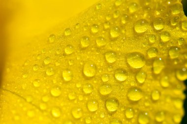 Ülke hayatı - bahçede güzel sarı Iris çiçek, parlak bahar güneşin ışınları. Çiy damlaları veya yağmur.