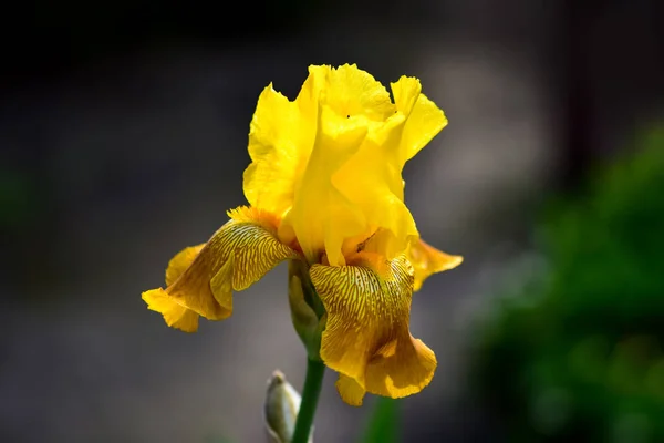 Country life - beautiful yellow Iris flower in the garden, in the rays of the bright spring sun.