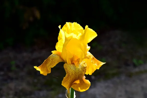 Vida País Bela Flor Íris Amarela Jardim Nos Raios Sol — Fotografia de Stock