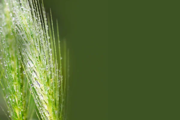 Hierba Fresca Después Lluvia Orejas Con Gotas Agua Después Una — Foto de Stock