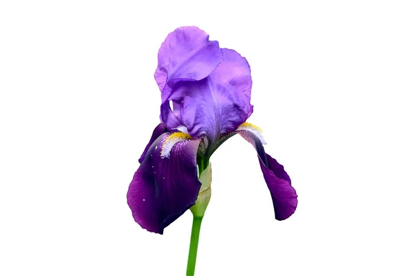 Mooie Paarse Iris Bloem Geïsoleerd Witte Achtergrond — Stockfoto