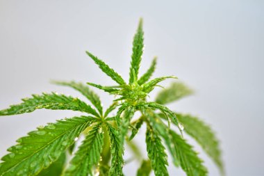 Genç kenevir ya da marihuana bitkisi çalısı doğal arka planda, tıbbi veya tarım ve endüstriyel kullanım için