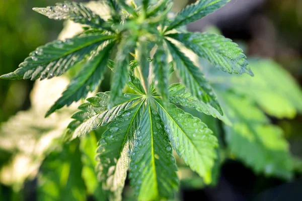 Genç kenevir ya da marihuana bitkisi çalısı doğal arka planda, tıbbi veya tarım ve endüstriyel kullanım için