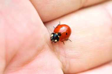 Elinde siyah benekli uğur böceği kırmızı, avucunun içinde uğur böceği.