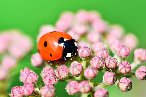 Japon Meadowsweet veya Korean sakızı bir çiçek üzerinde oturan siyah noktalar uğur böceği ile büyük ve kırmızı çeşitli Makrofotografik.