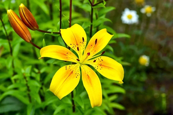 Lilium Lancifolium Oder Taglilie Ist Eine Asiatische Lilienart Die Aufgrund — Stockfoto
