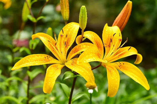 Lilium Lilja Eller Daylily Asiatisk Art Lilja Allmänt Planterade Som — Stockfoto