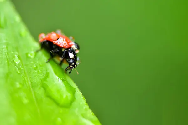 Macrophotography Nagy Vörös Fekete Pöttyökkel Üldögélni Egy Növény Afrita Eső — Stock Fotó