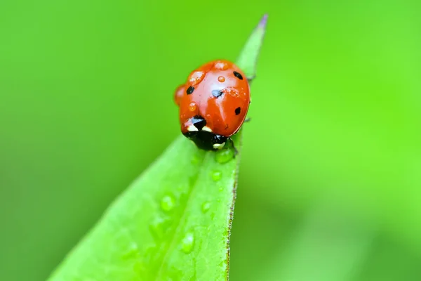 Macrofotografie Van Groot Rood Met Zwarte Stippen Lieveheersbeestje Zittend Een — Stockfoto