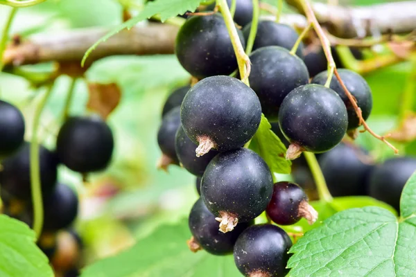 Zwarte Bessen Struik Tak Tuin Oogst Van Zwarte Bessen Tak — Stockfoto