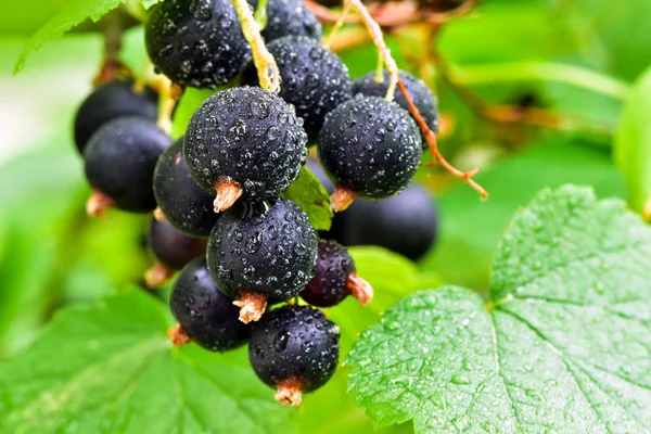 Cassis Sur Branche Brousse Dans Jardin Avec Des Gouttes Eau — Photo