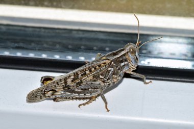 Çekirge istilası, böcekler evi istila etti