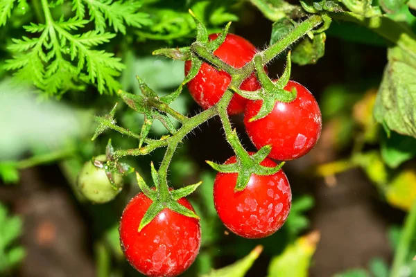 Cherry tomatoes in the garden after watering