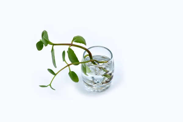 Hobiler, kapalı bitki kesimlerinin yayılması girişkök alır. Su Yayılımı, bitkiler kökleri büyüdü.