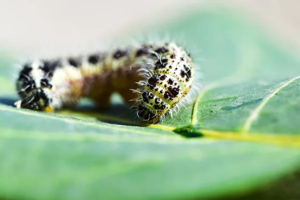 キャベツ蝶の毛虫は 商業農業の害虫として見られています — ストック写真
