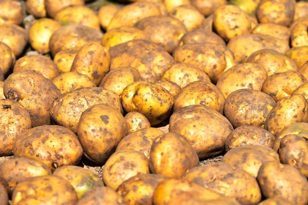 Drying Potatoes Garden — Stock Photo, Image