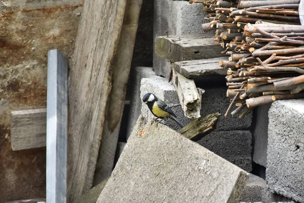 Grande Tit Parus Major Uma Ave Passeriforme Família Paridae Que — Fotografia de Stock