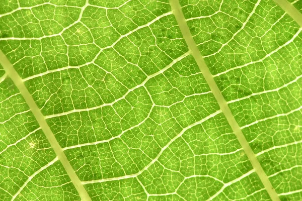 Fresh green leaf with veins texture (background),with copy space. Abstract green leaf texture. Walnut leaf.