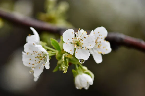 Frühjahrsblüte Kirschgarten Nach Warmem Regen — Stockfoto