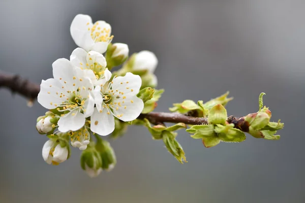 Frühjahrsblüte Kirschgarten Warme Frühlingstage — Stockfoto
