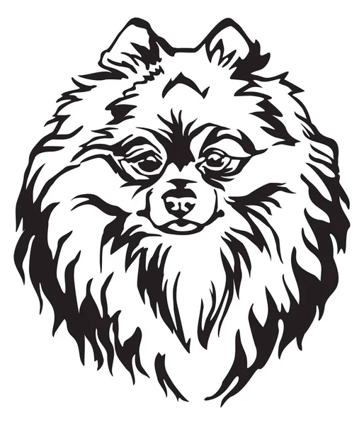Retrato Decorativo Dog Pomeranian Spitz Ilustração Vetorial Isolada Cor Preta —  Vetores de Stock