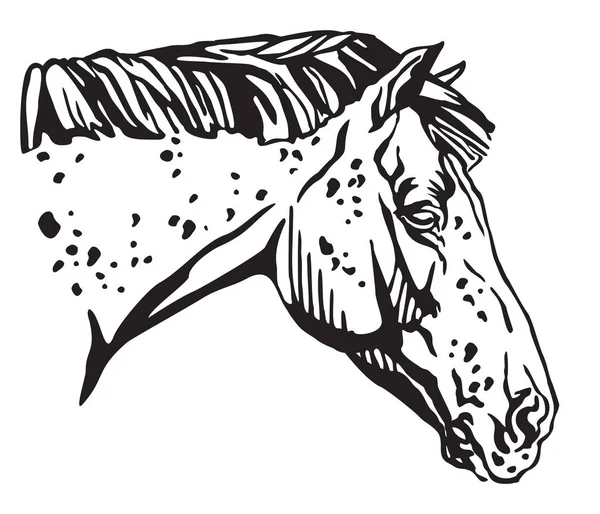 Decoratieve Portret Profiel Van Appaloosa Horse Vector Geïsoleerde Illustratie Zwarte — Stockvector