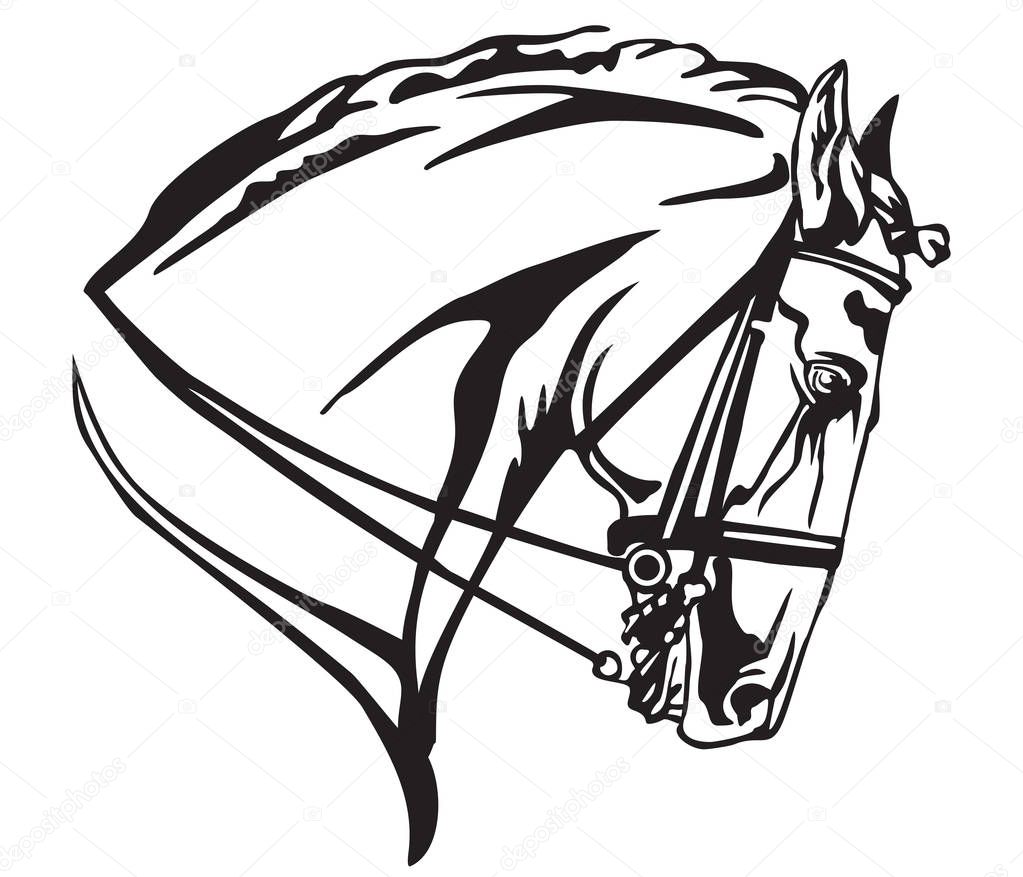 Decorative portrait in profile of Andalusian horse with bridle, vector isolated illustration in black color on white background. Image for design and tattoo. 
