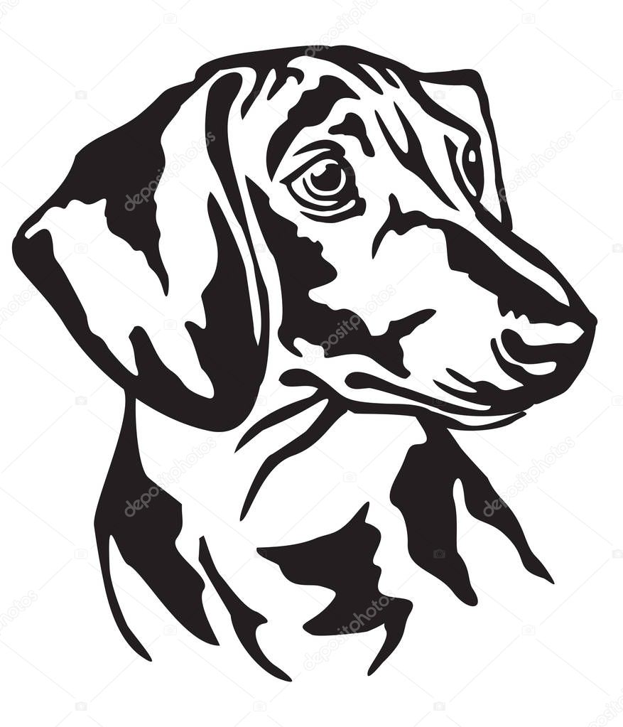 Decorative portrait of dog Dachshund, vector isolated illustration in black color on white background
