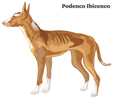 Profilde Podenco Ibicenco köpek, vektör renkli illüstrasyon izole beyaz arka plan üzerinde duran portre