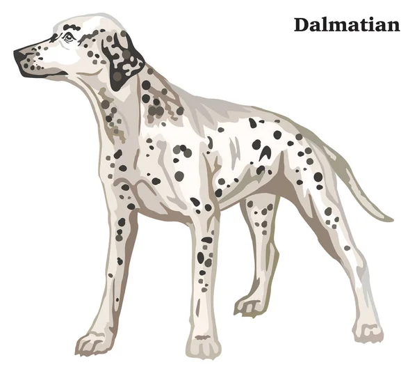 Portrét Postavení Profilu Dalmatin Pes Vektorové Barevné Ilustrace Izolované Bílém — Stockový vektor