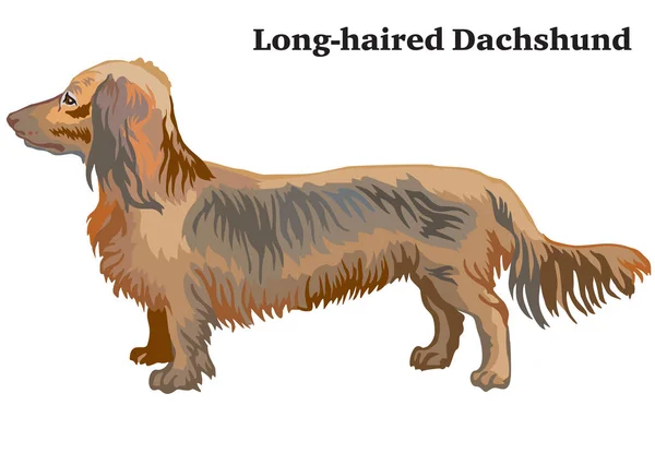Portrait Profil Dachshund Aux Cheveux Longs Illustration Vectorielle Colorée Isolée — Image vectorielle