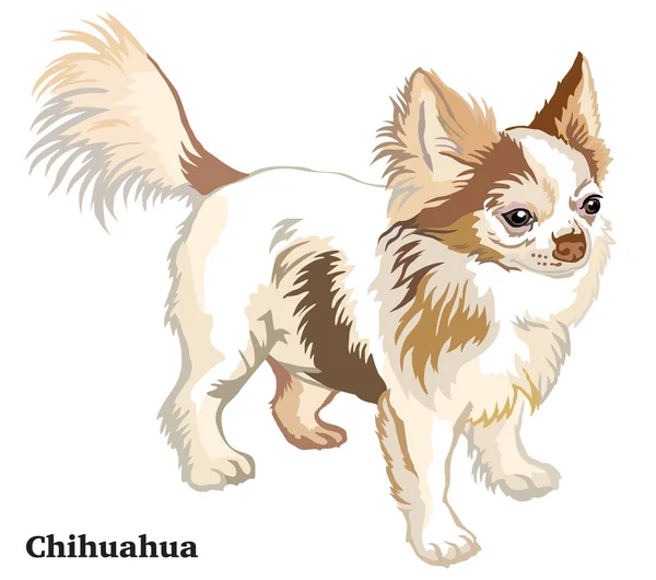 Portrait Chien Chihuahua Aux Cheveux Longs Profil Illustration Vectorielle Colorée — Image vectorielle