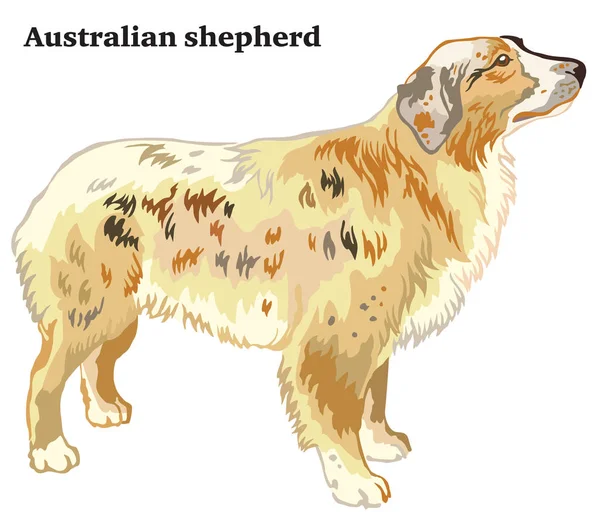 Retrato Pie Perfil Perro Pastor Australiano Vector Colorido Ilustración Aislada — Archivo Imágenes Vectoriales