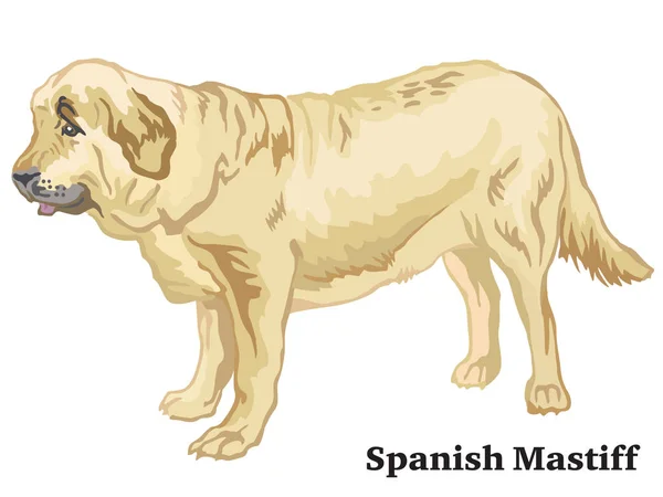 Portrait Chien Mastiff Espagnol Profil Illustration Vectorielle Colorée Isolée Sur — Image vectorielle