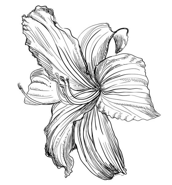 Handgezeichnete Lilienblüte Vektor Monochrom Illustration Isoliert Auf Weißem Hintergrund — Stockvektor