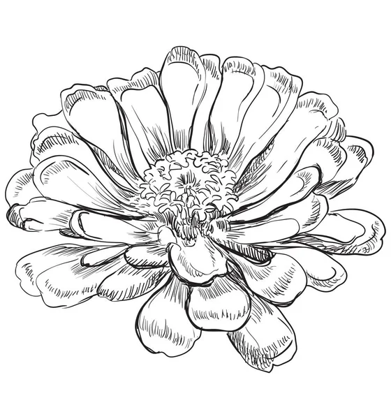 手には ジニアの花が描かれました 白い背景に分離されたベクトル白黒イラスト — ストックベクタ