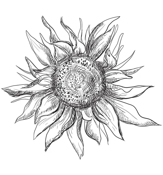 Handgezeichnete Sonnenblumenblume Vektor Monochrom Illustration Isoliert Auf Weißem Hintergrund — Stockvektor