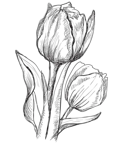 Handgezeichnete Tulpenblume Vektor Monochrom Illustration Isoliert Auf Weißem Hintergrund — Stockvektor