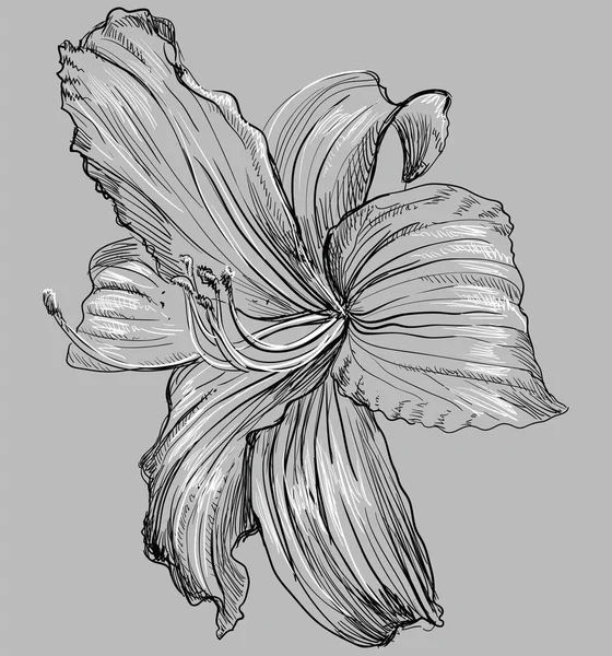 Handgezeichnete Lilienblüte Vektor Monochrom Darstellung Isoliert Auf Grauem Hintergrund — Stockvektor