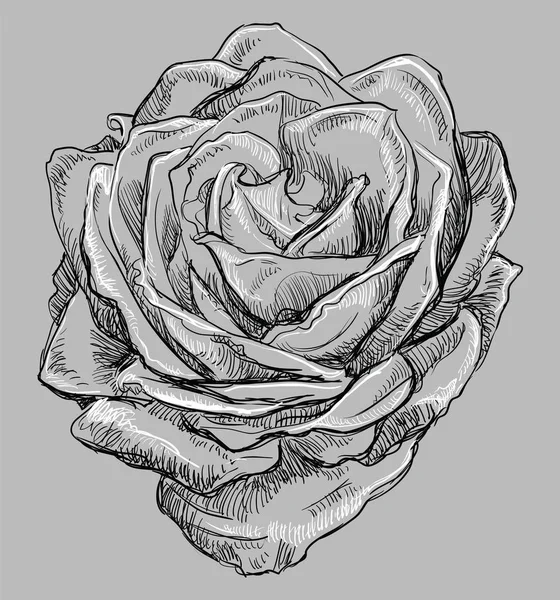 Handgezeichnete Rosenblume Vektor Monochrom Darstellung Isoliert Auf Grauem Hintergrund — Stockvektor