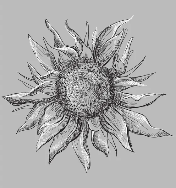 Handgezeichnete Sonnenblumenblume Vektor Monochrom Darstellung Isoliert Auf Grauem Hintergrund — Stockvektor